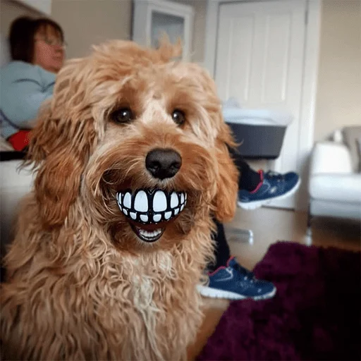 indoor mammal animal