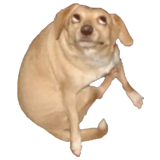 животное порода собак собака