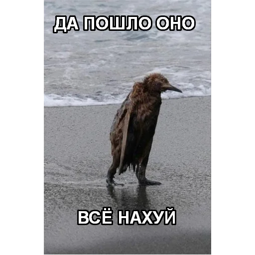 животное птица на открытом воздухе