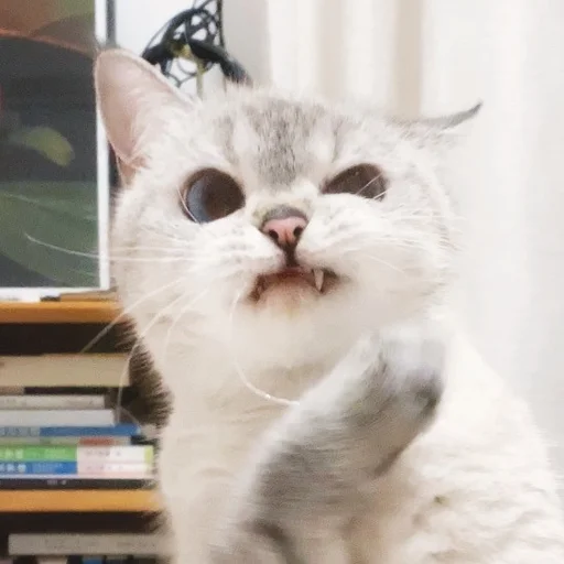 Стикер ExpressiveCatNana - 1