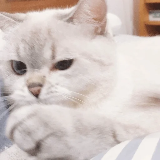 Sticker ExpressiveCatNana - 1