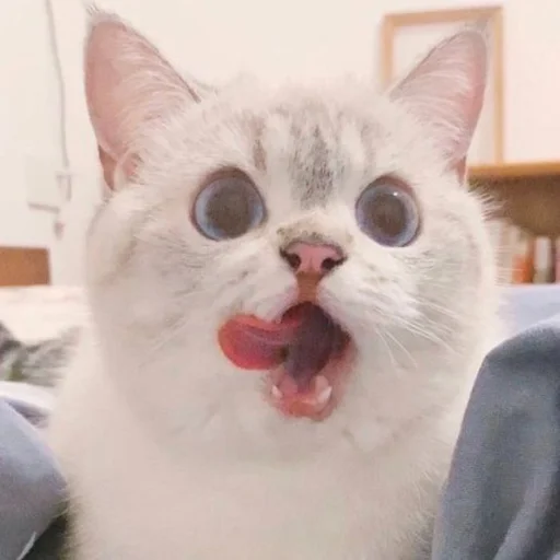 Sticker ExpressiveCatNana - 1