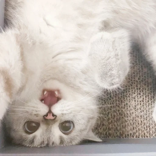 Sticker ExpressiveCatNana - 1