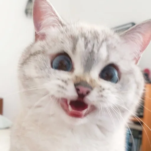 Стикер ExpressiveCatNana - 1