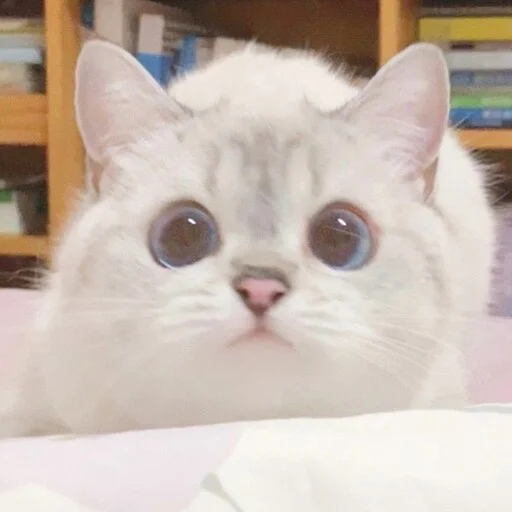 Sticker ExpressiveCatNana - 1