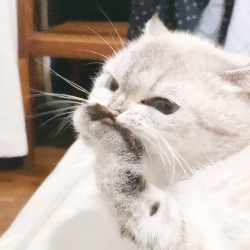 Стикер ExpressiveCatNana - 1