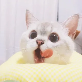 Sticker Expressive Cat - 5