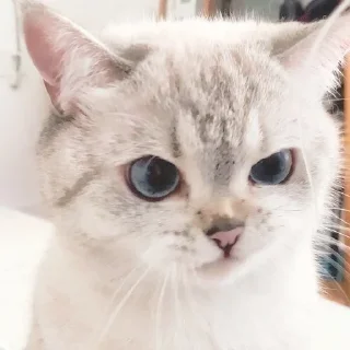 Sticker Expressive Cat - 9