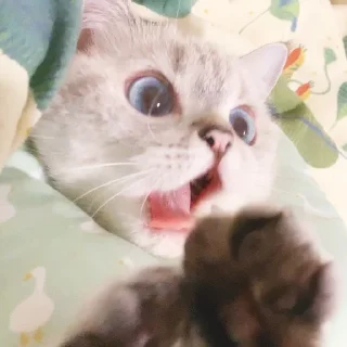 Sticker Expressive Cat - 6