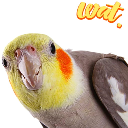 Sticker birbs - 8
