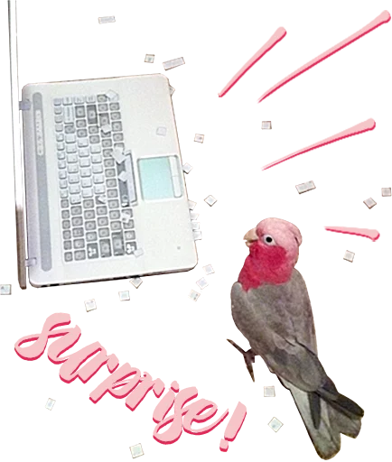 Sticker birbs - 5