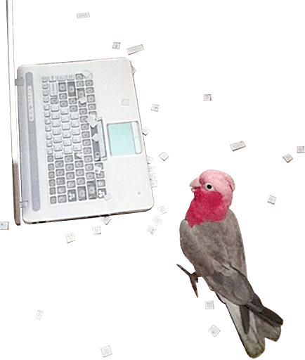 Sticker birbs - 0