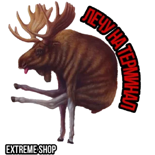Sticker EXTREME SHOP ² - 2