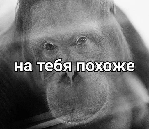 примат животное млекопитающее