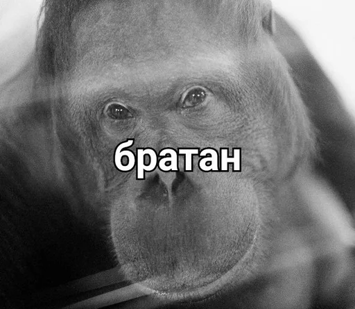 примат животное млекопитающее