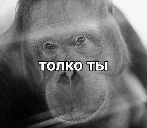 примат животное млекопитающее