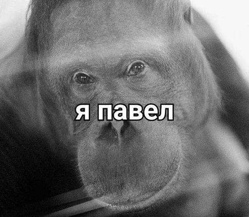 примат животное млекопитающее