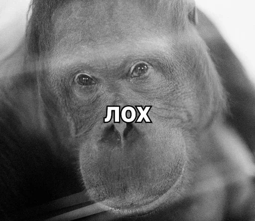 примат животное млекопитающее