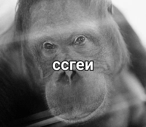 примат животное млекопитающее