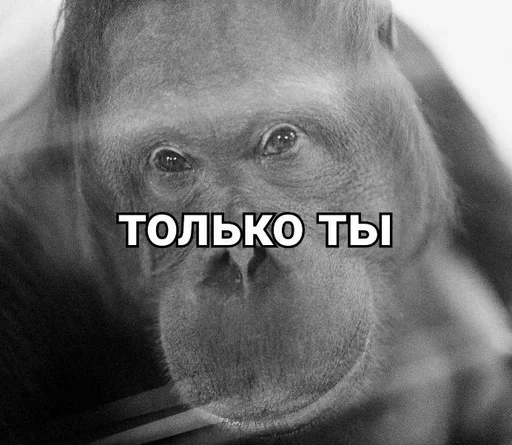 примат животное млекопитающее