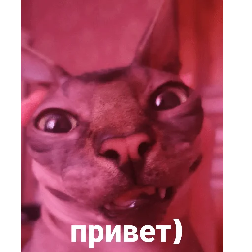 Стикер Фарик легенда - 11