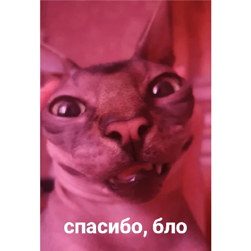 Стикер Фарик легенда - 10