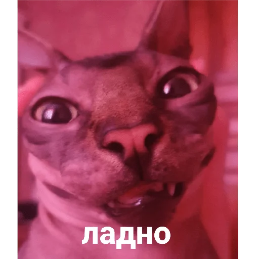 Стикер Фарик легенда - 7