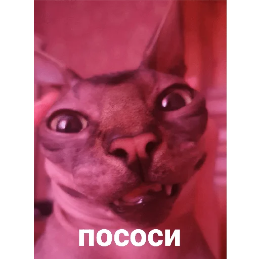 Стикер Фарик легенда - 5