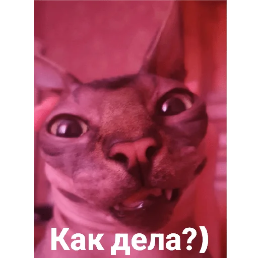 Стикер Фарик легенда - 4