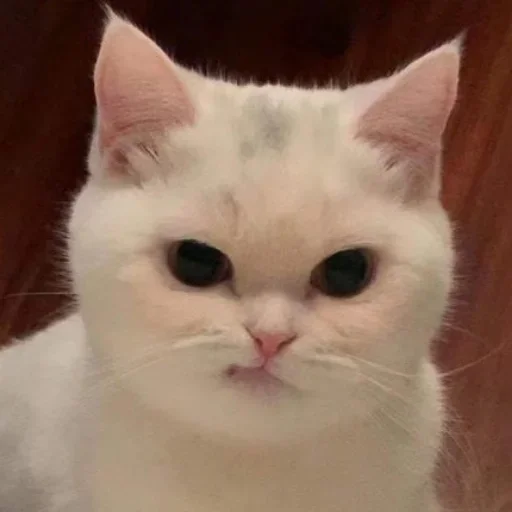 животное млекопитающее кошка