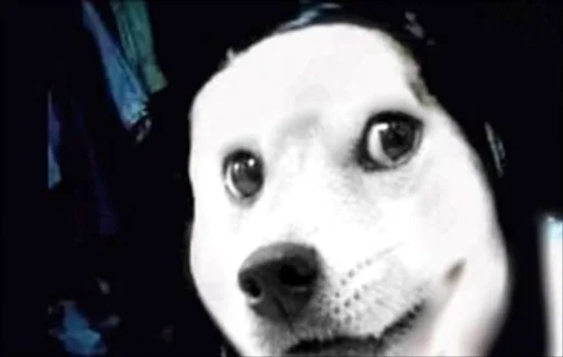 животное млекопитающее собака