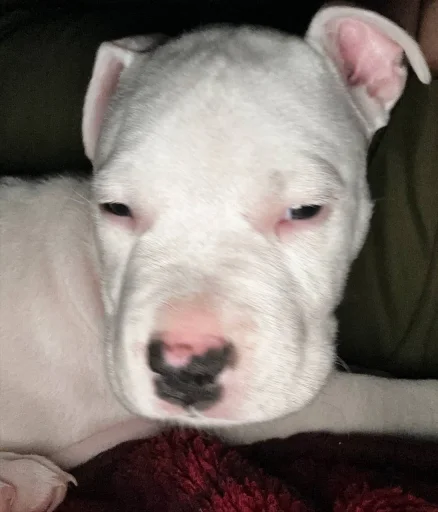 Стикер FDPFDSPFSDF - 1