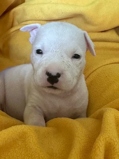 Стикер FDPFDSPFSDF - 1