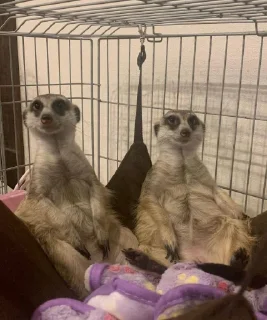 Стикер буч - 7