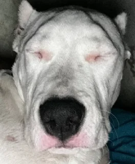 Стикер буч - 5