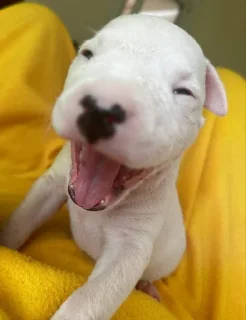 Стикер буч - 3