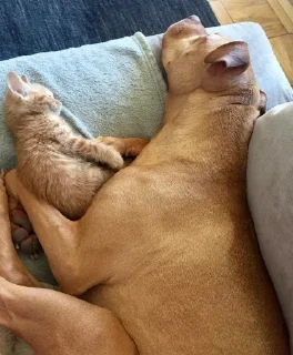 Стикер буч - 1