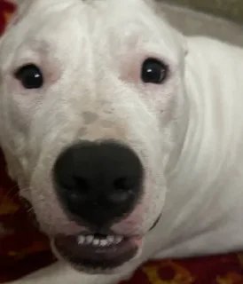 Стикер буч - 11