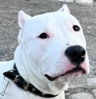 Стикер буч - 0