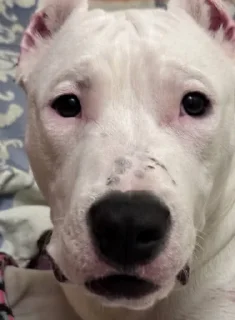 Стикер буч - 6