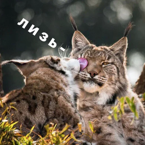 Sticker FEIWYKg_by_stickers_stealer_bot - 1