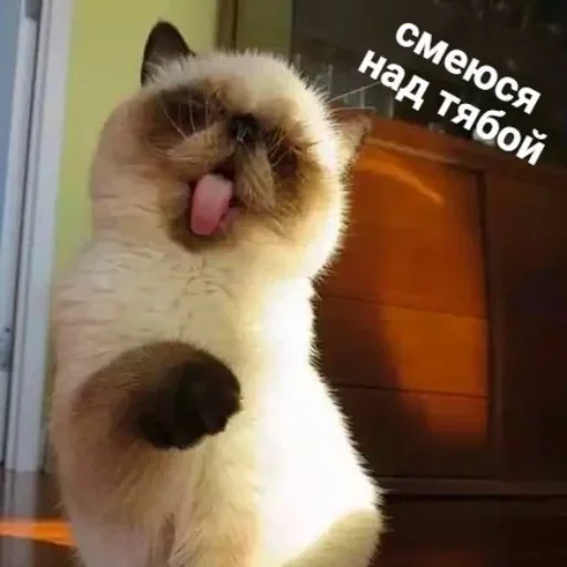 Sticker FEIWYKg_by_stickers_stealer_bot - 1