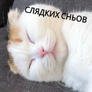 Sticker больше стиков @poshlstiker - 6