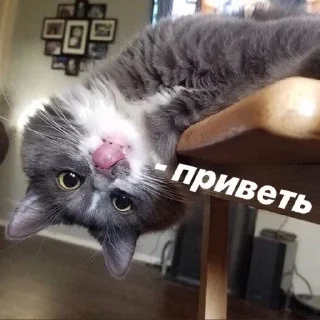 Sticker больше стиков @poshlstiker - 7
