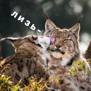 Sticker больше стиков @poshlstiker - 8