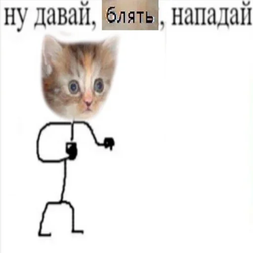 small to medium-sized cats text cat