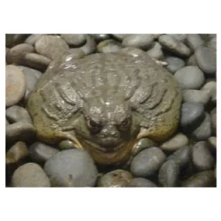 animal amphibian frog