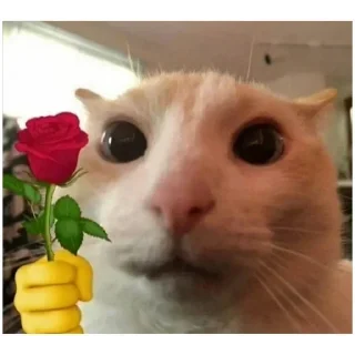 Sticker Больше стиков тут: @stikeryk - 4