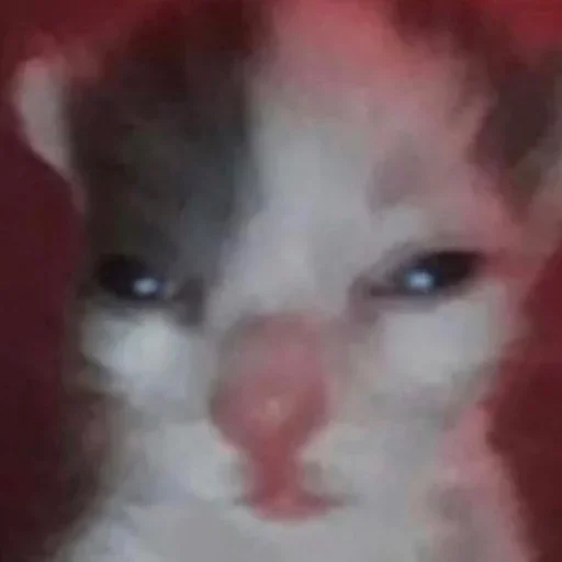 Стики 5303 из @Anonymnyi_chat_bot - 