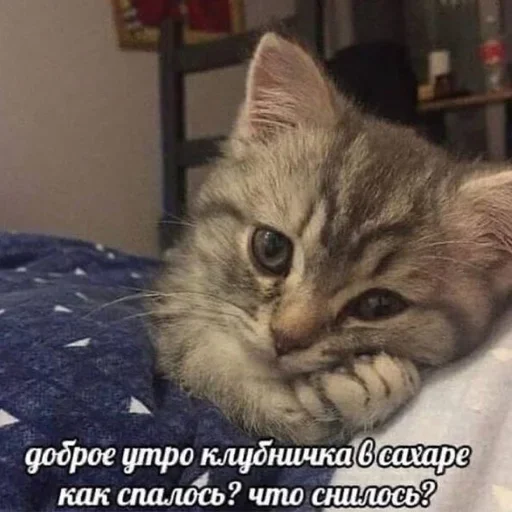 Стикер Стики 5303 из @Anonymnyi_chat_bot - 11
